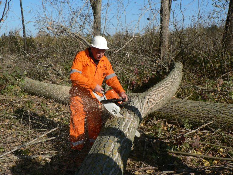 operator-toaletare-arbori-forestieri